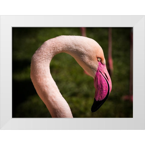 Bird 51 White Modern Wood Framed Art Print by Lee, Rachel