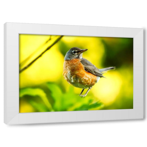 Bird 52 White Modern Wood Framed Art Print by Lee, Rachel