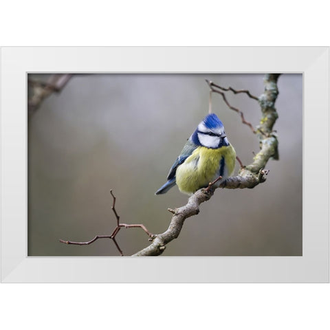 Bird 53 White Modern Wood Framed Art Print by Lee, Rachel