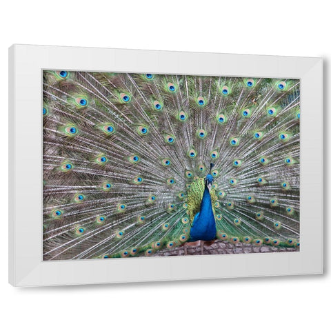 Bird 54 White Modern Wood Framed Art Print by Lee, Rachel