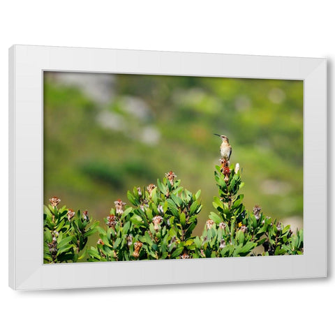 Bird 58 White Modern Wood Framed Art Print by Lee, Rachel