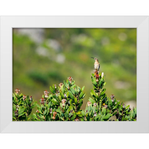 Bird 58 White Modern Wood Framed Art Print by Lee, Rachel