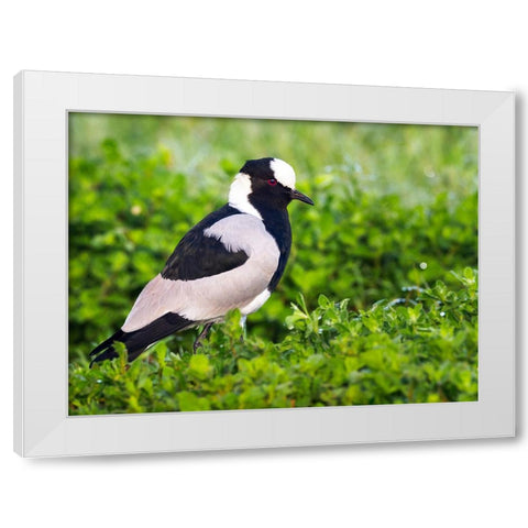 Bird 59 White Modern Wood Framed Art Print by Lee, Rachel