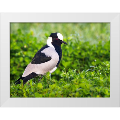 Bird 59 White Modern Wood Framed Art Print by Lee, Rachel