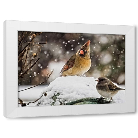 Bird 64 White Modern Wood Framed Art Print by Lee, Rachel