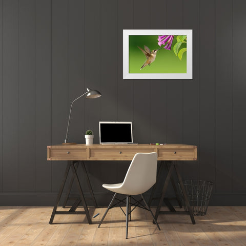 Bird 7 White Modern Wood Framed Art Print by Lee, Rachel