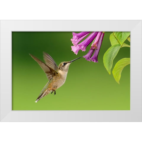 Bird 7 White Modern Wood Framed Art Print by Lee, Rachel