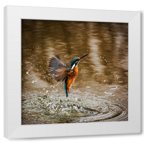 Bird 8 White Modern Wood Framed Art Print by Lee, Rachel
