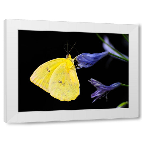Butterfly 11 White Modern Wood Framed Art Print by Lee, Rachel
