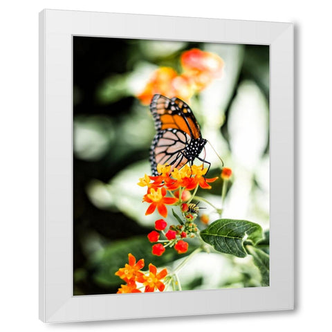 Butterfly 14 White Modern Wood Framed Art Print by Lee, Rachel