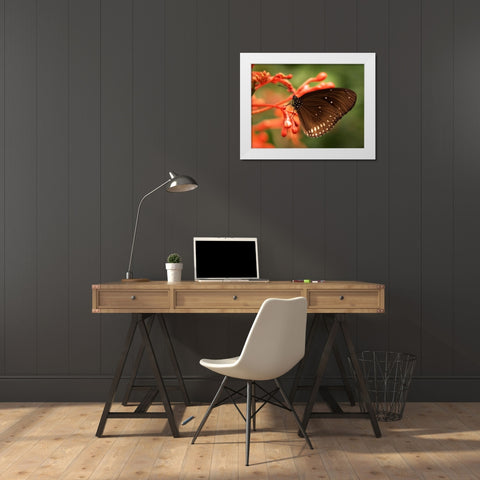 Butterfly 4 White Modern Wood Framed Art Print by Lee, Rachel