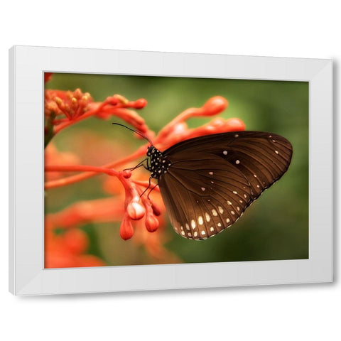 Butterfly 4 White Modern Wood Framed Art Print by Lee, Rachel