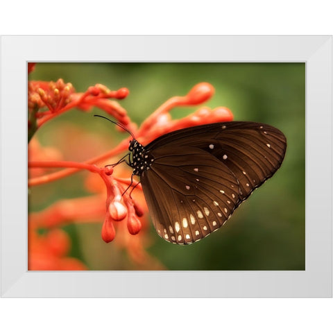 Butterfly 4 White Modern Wood Framed Art Print by Lee, Rachel