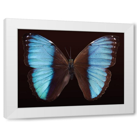 Butterfly 5 White Modern Wood Framed Art Print by Lee, Rachel