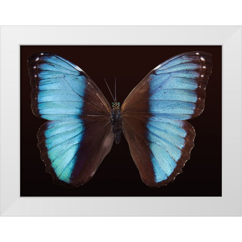 Butterfly 5 White Modern Wood Framed Art Print by Lee, Rachel