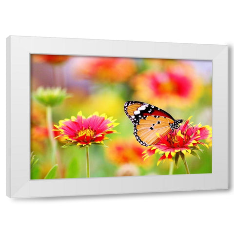 Butterfly 6 White Modern Wood Framed Art Print by Lee, Rachel