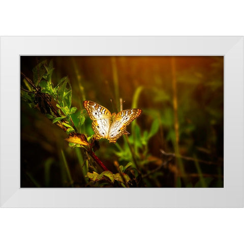 Butterfly 7 White Modern Wood Framed Art Print by Lee, Rachel
