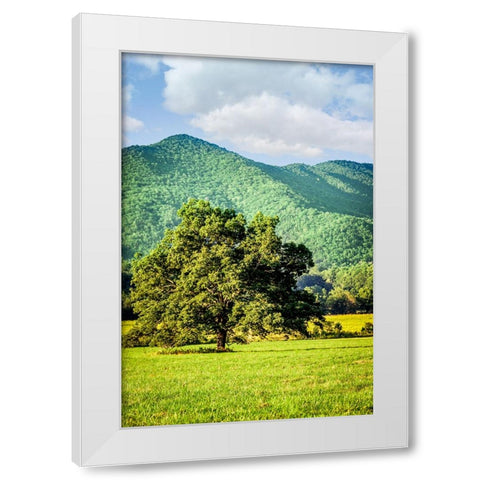 Cades Cove Tree White Modern Wood Framed Art Print by Lee, Rachel