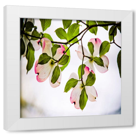 Dogwood White Modern Wood Framed Art Print by Lee, Rachel