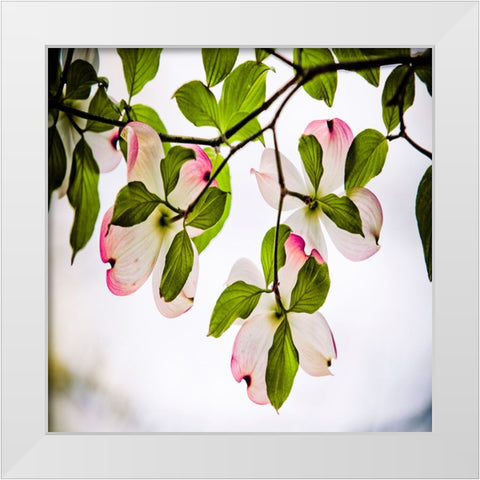 Dogwood White Modern Wood Framed Art Print by Lee, Rachel