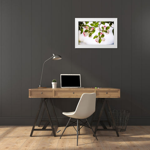 Dogwood Horizontal White Modern Wood Framed Art Print by Lee, Rachel