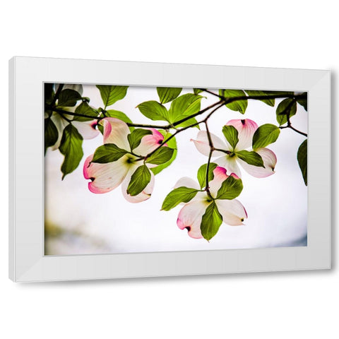 Dogwood Horizontal White Modern Wood Framed Art Print by Lee, Rachel