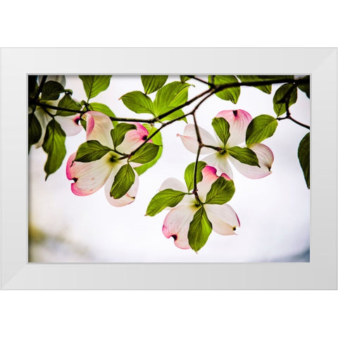Dogwood Horizontal White Modern Wood Framed Art Print by Lee, Rachel