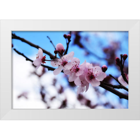 Dogwood Spring White Modern Wood Framed Art Print by Lee, Rachel