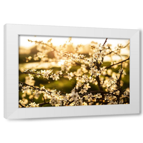 Dogwood Summer White Modern Wood Framed Art Print by Lee, Rachel