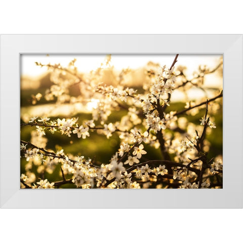 Dogwood Summer White Modern Wood Framed Art Print by Lee, Rachel