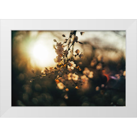 Dogwood Sunset White Modern Wood Framed Art Print by Lee, Rachel