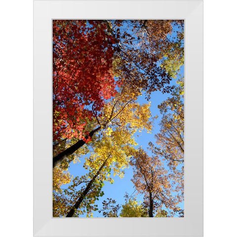 Fall Trees White Modern Wood Framed Art Print by Lee, Rachel