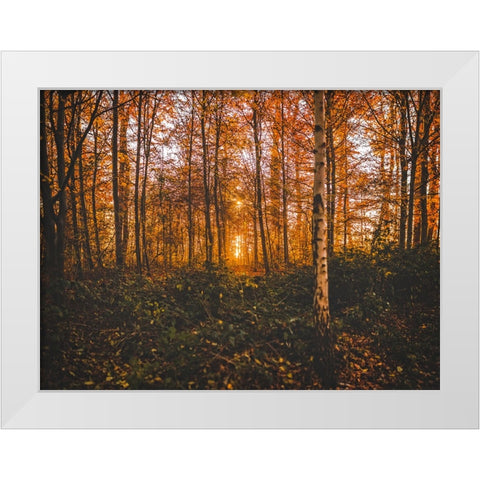 Fall Trees 12 White Modern Wood Framed Art Print by Lee, Rachel