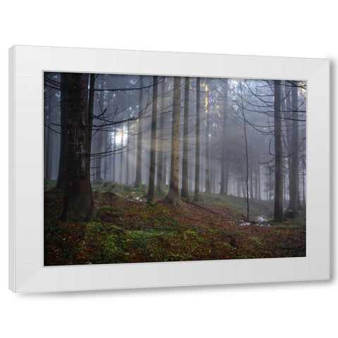 Fall Trees 14 White Modern Wood Framed Art Print by Lee, Rachel