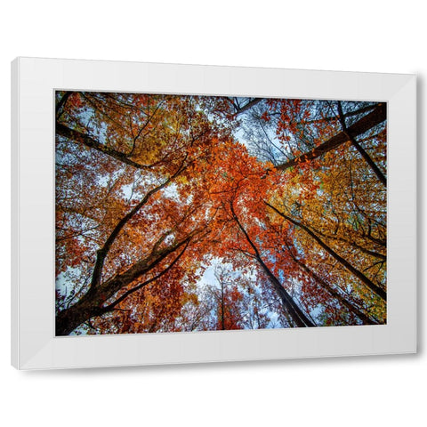 Fall Trees 16 White Modern Wood Framed Art Print by Lee, Rachel