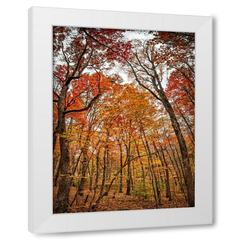 Fall Trees 17 White Modern Wood Framed Art Print by Lee, Rachel