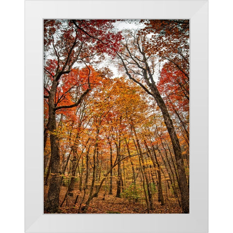 Fall Trees 17 White Modern Wood Framed Art Print by Lee, Rachel