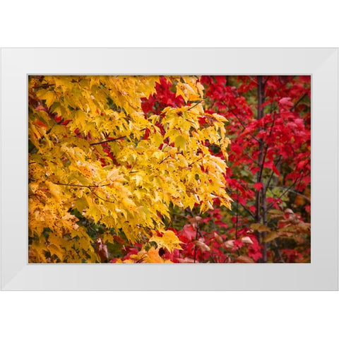 Fall Trees 2 White Modern Wood Framed Art Print by Lee, Rachel