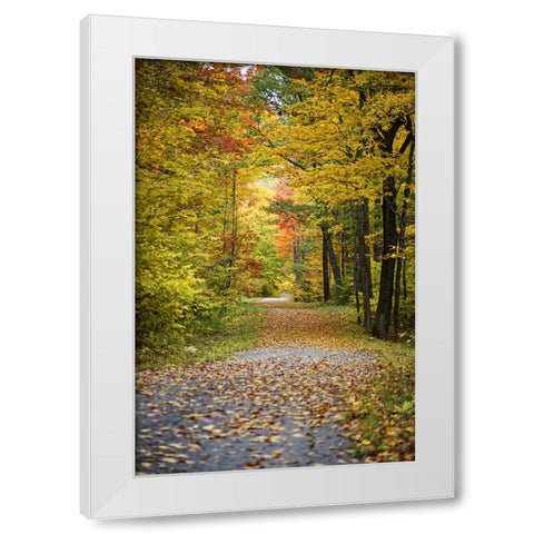 Fall Trees 4 White Modern Wood Framed Art Print by Lee, Rachel