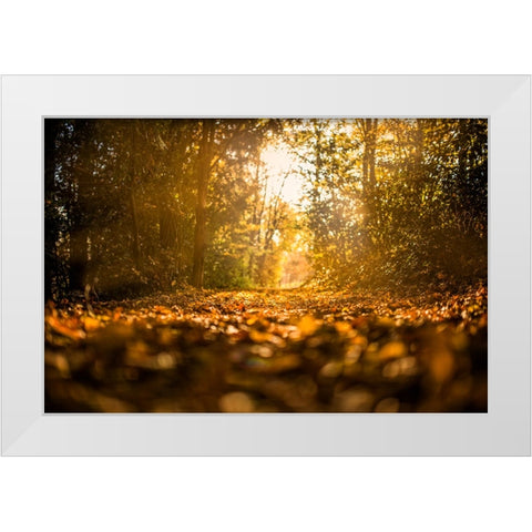 Fall Trees 5 White Modern Wood Framed Art Print by Lee, Rachel