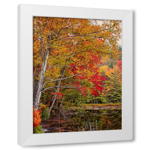 Fall Trees 7 White Modern Wood Framed Art Print by Lee, Rachel