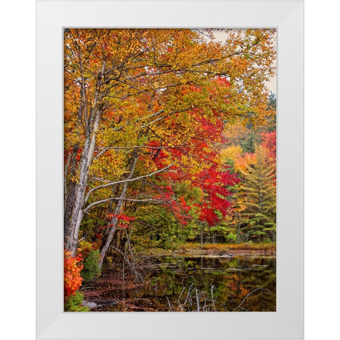 Fall Trees 7 White Modern Wood Framed Art Print by Lee, Rachel