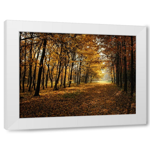 Fall Trees 9 White Modern Wood Framed Art Print by Lee, Rachel