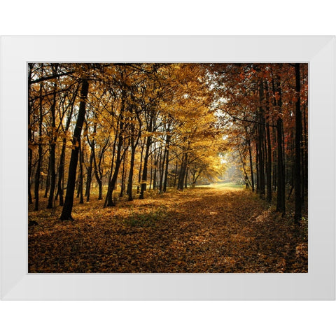Fall Trees 9 White Modern Wood Framed Art Print by Lee, Rachel