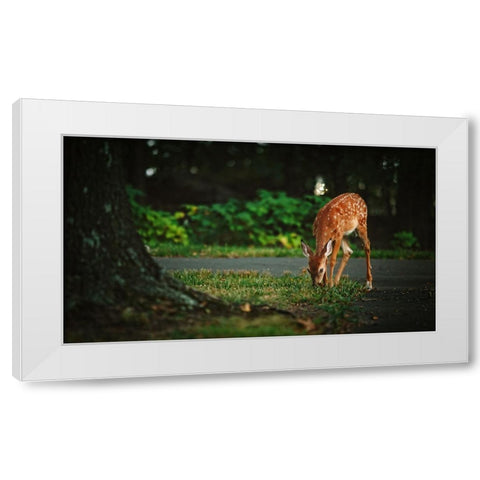 Fawn White Modern Wood Framed Art Print by Lee, Rachel
