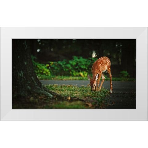 Fawn White Modern Wood Framed Art Print by Lee, Rachel