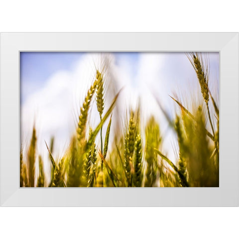 Field 1 White Modern Wood Framed Art Print by Lee, Rachel