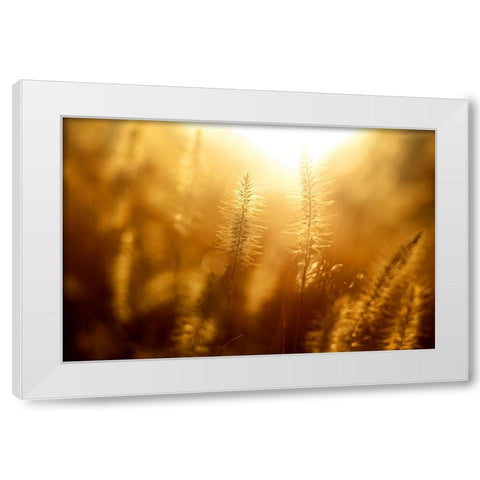 Field 10 White Modern Wood Framed Art Print by Lee, Rachel