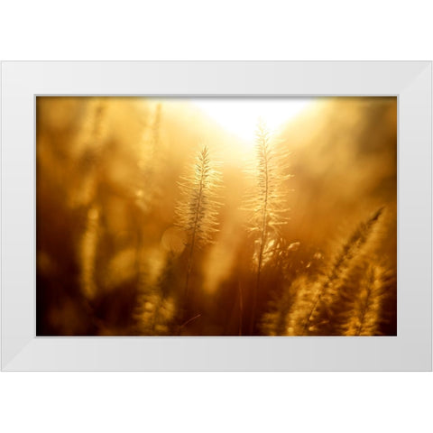 Field 10 White Modern Wood Framed Art Print by Lee, Rachel