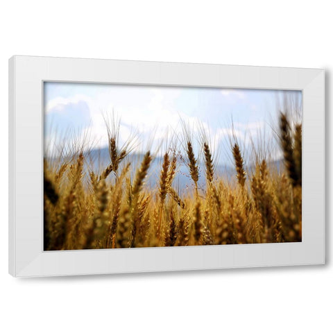 Field 11 White Modern Wood Framed Art Print by Lee, Rachel
